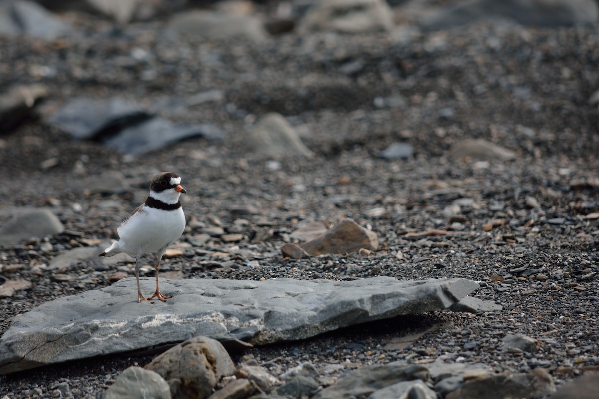 Semipalmated Plover - ML105934431