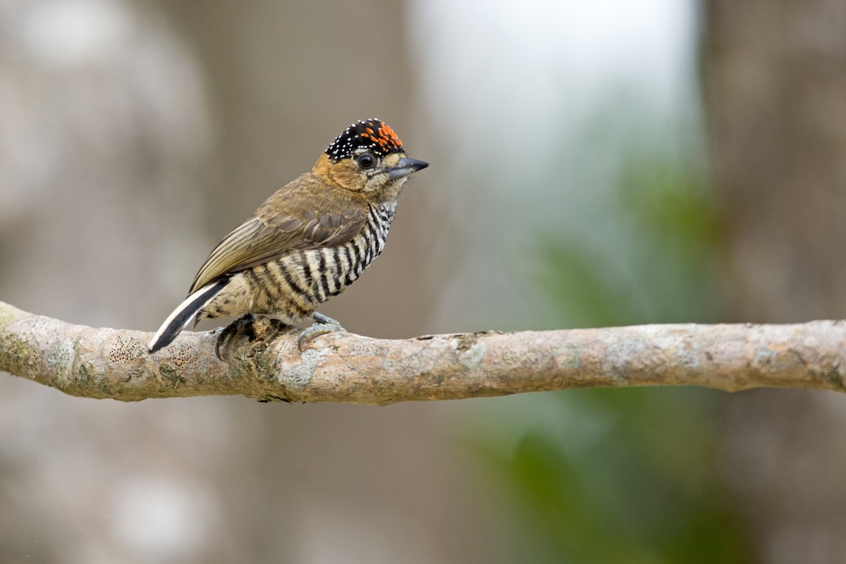 Ochre-collared Piculet - ML105940851