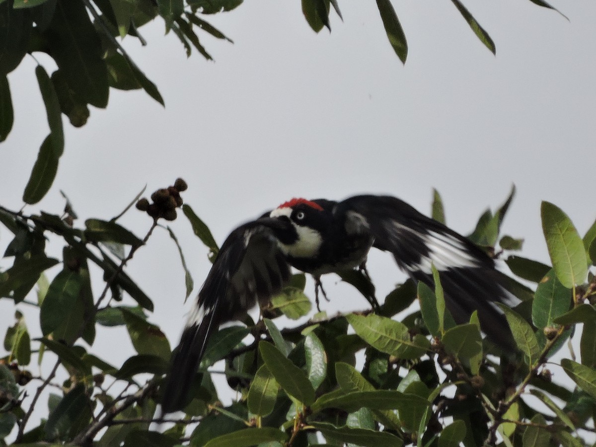 Acorn Woodpecker - ML105941671