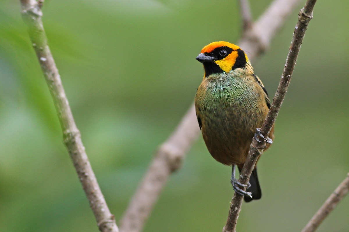 Flame-faced Tanager - ML105945871