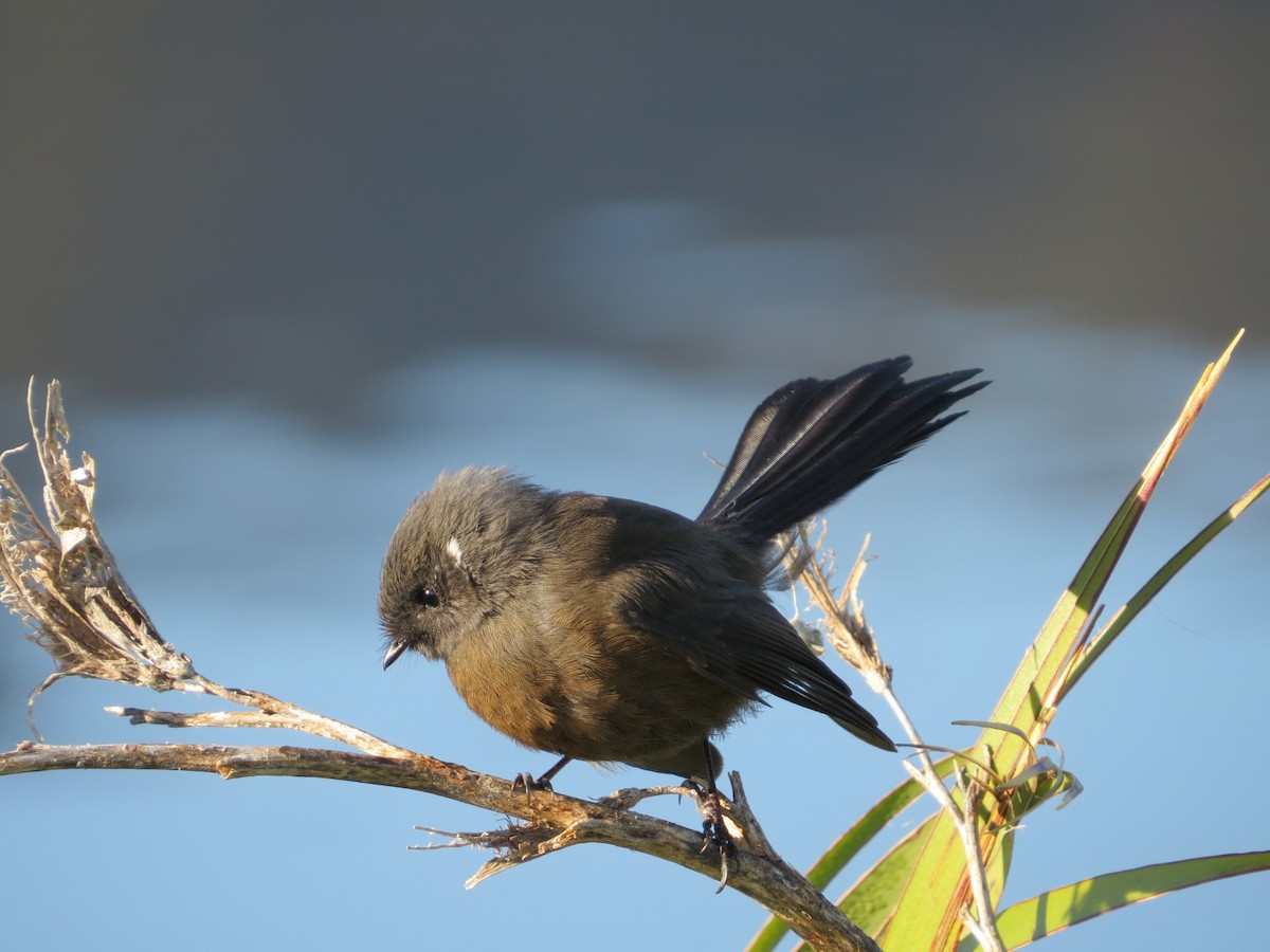 New Zealand Fantail - Bob Rigter