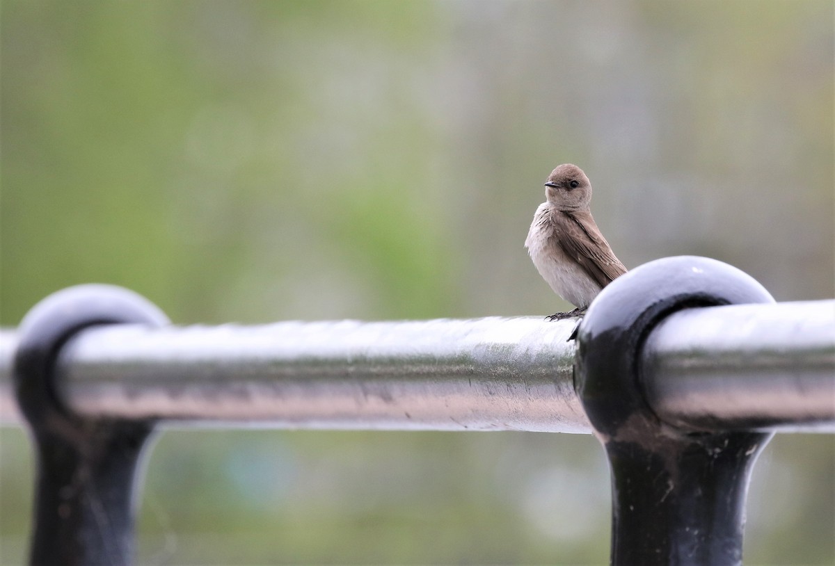 Northern Rough-winged Swallow - Dominique Lavoie
