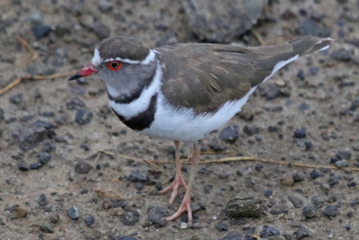 Three-banded Plover - ML105951421