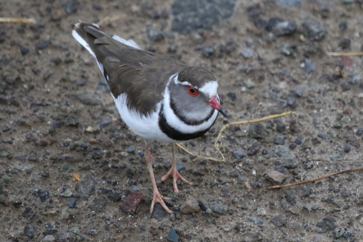 Three-banded Plover - ML105951501