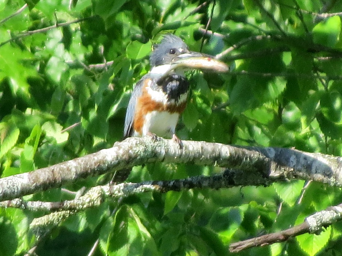 Belted Kingfisher - ML105952211