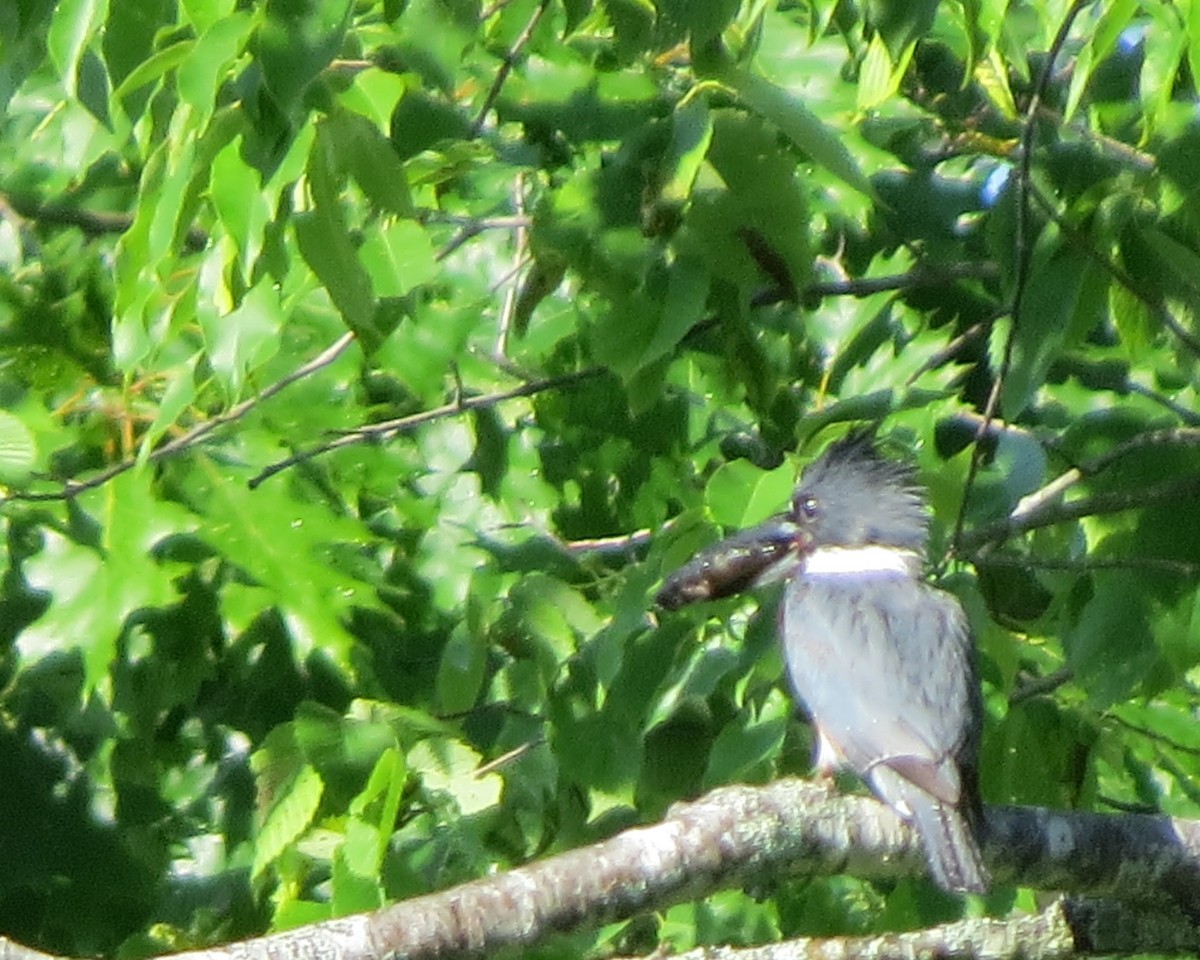 Belted Kingfisher - ML105952291