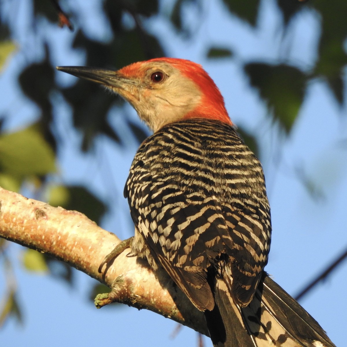 Red-bellied Woodpecker - Tom Myers