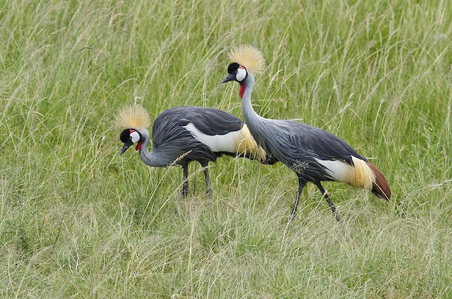 Gray Crowned-Crane - eBird