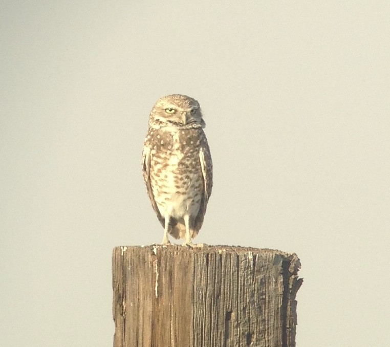 Burrowing Owl - Stephen Heinrich