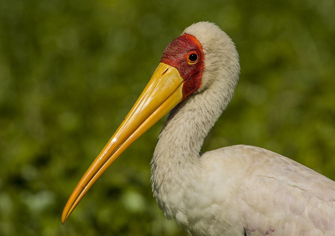 Yellow-billed Stork - ML105959381