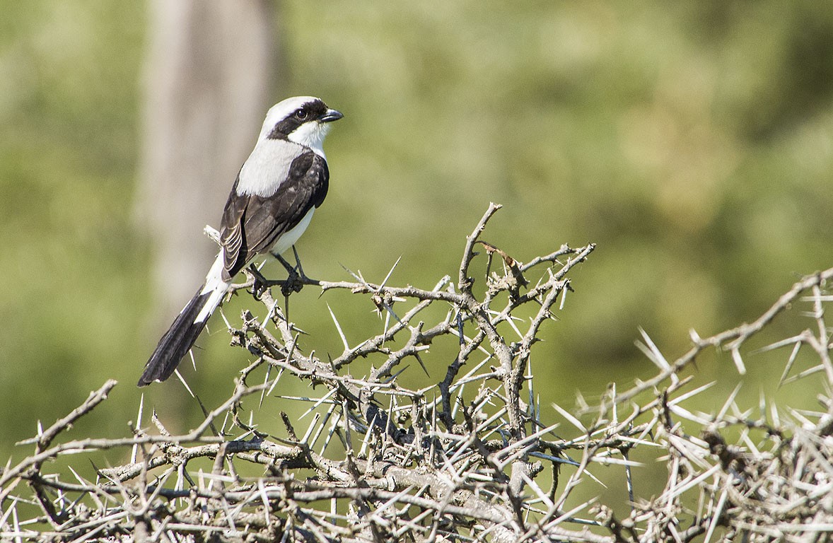 Gray-backed Fiscal - ML105959471