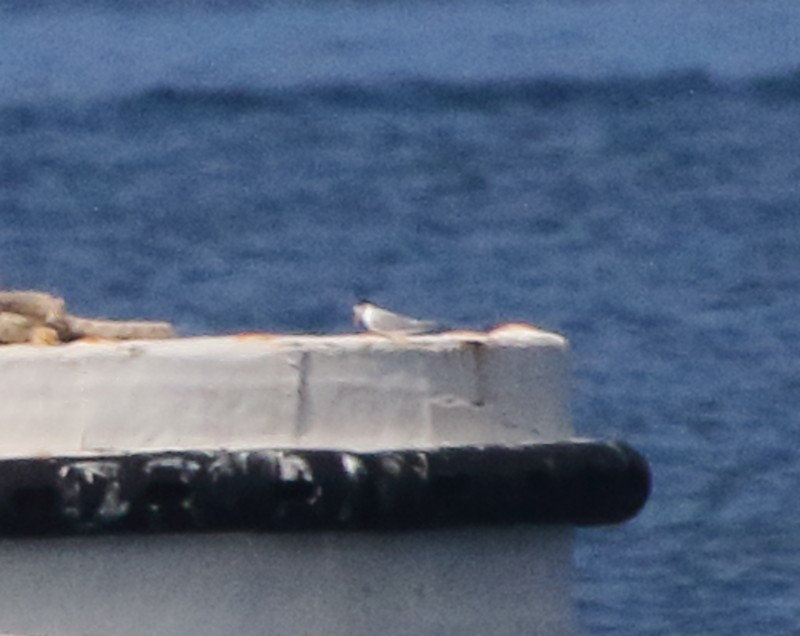 Common Tern - ML105962591