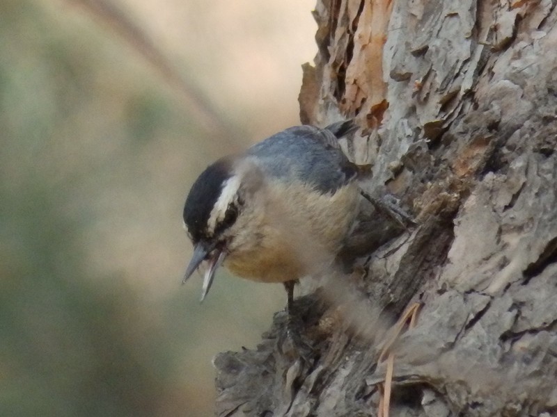 Snowy-browed Nuthatch - Lancy Cheng