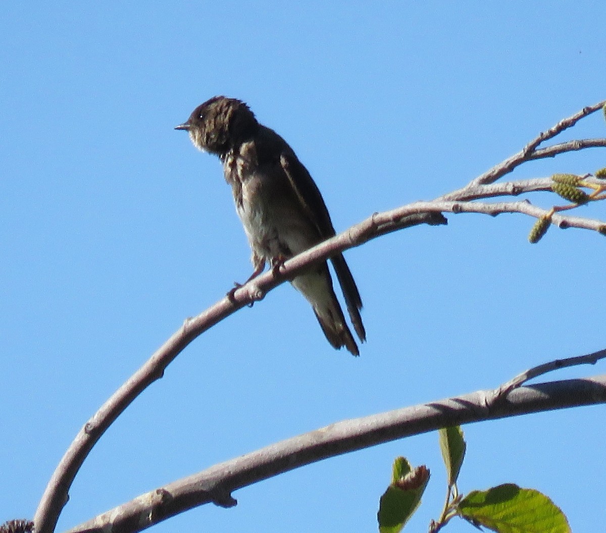 Northern Rough-winged Swallow - ML105965911