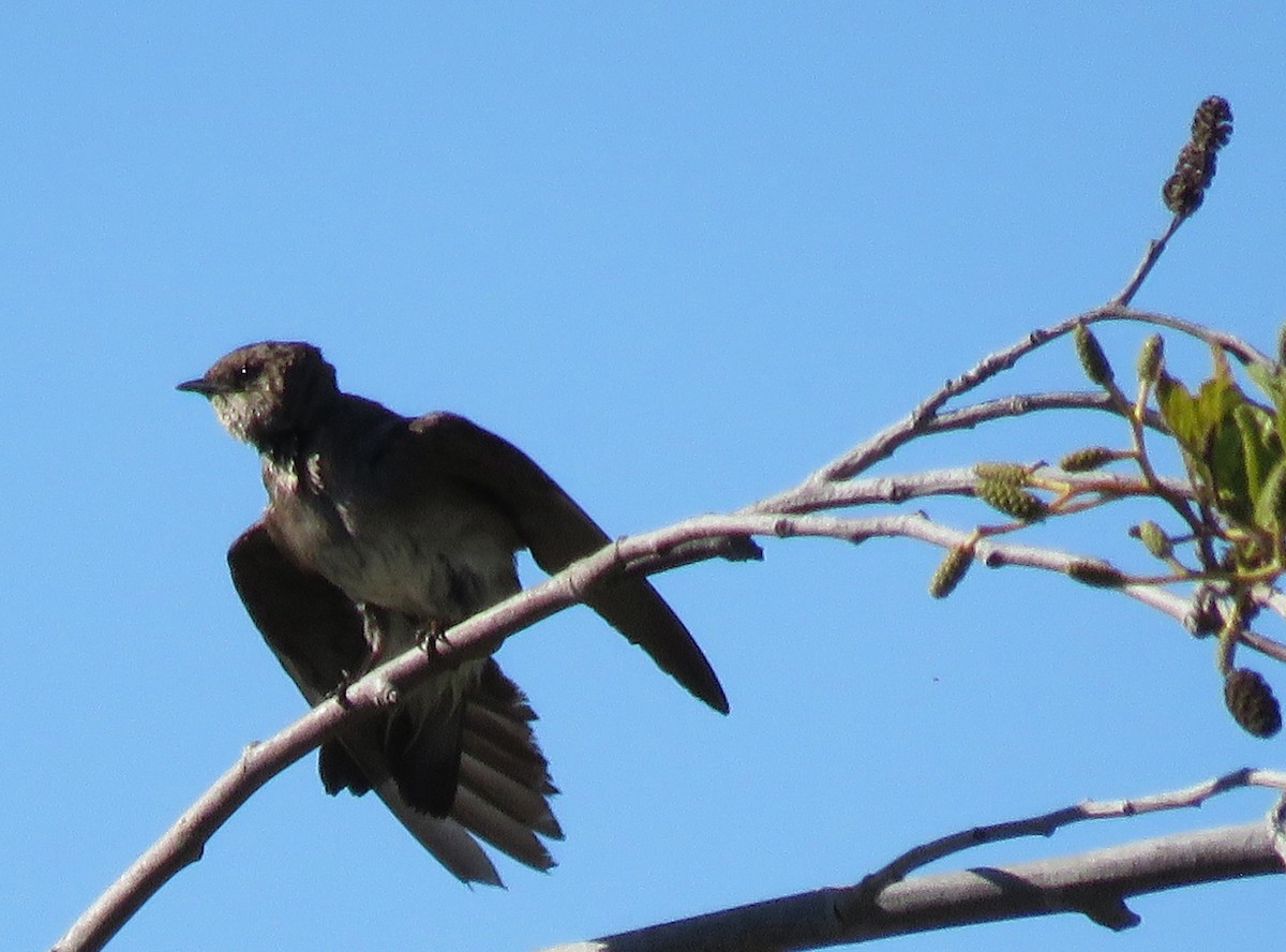 Northern Rough-winged Swallow - ML105965921