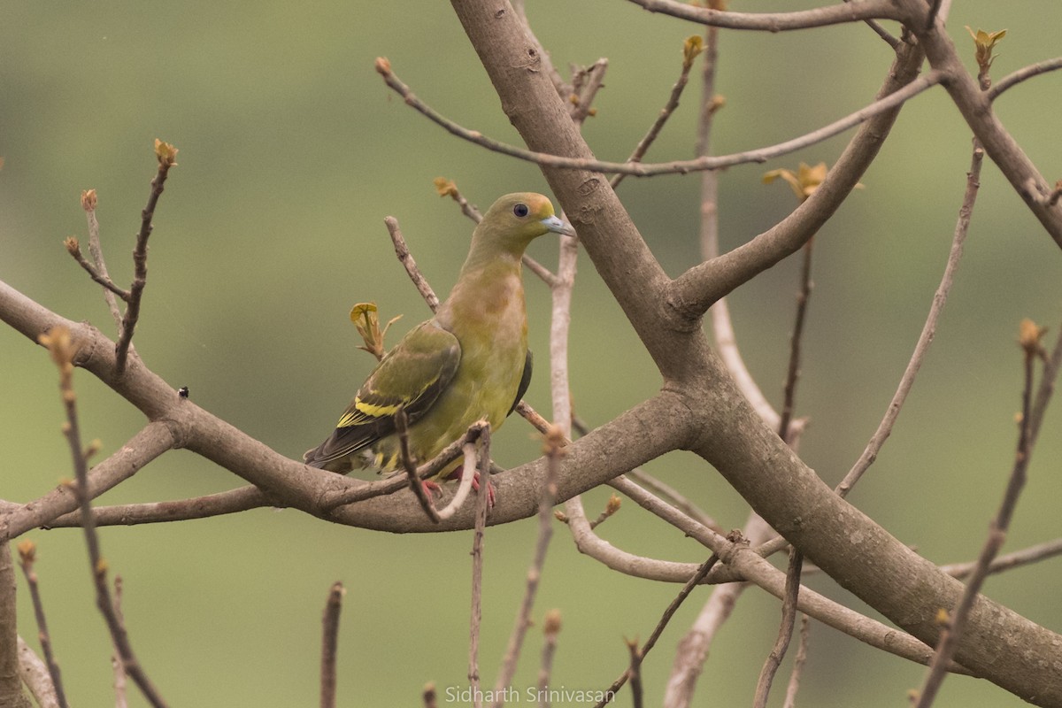 Orange-breasted Green-Pigeon - Sidharth Srinivasan