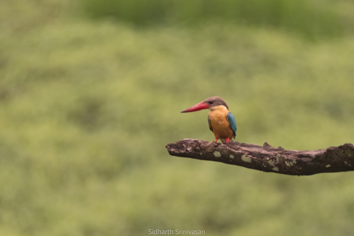 Stork-billed Kingfisher - Sidharth Srinivasan