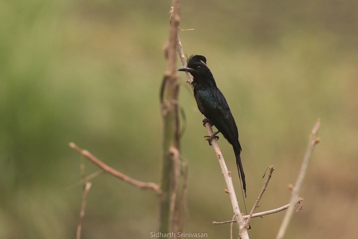 Greater Racket-tailed Drongo - Sidharth Srinivasan