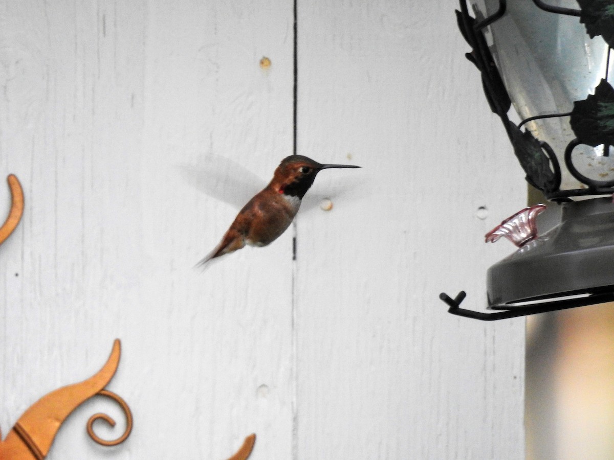 Rufous Hummingbird - ML105971181