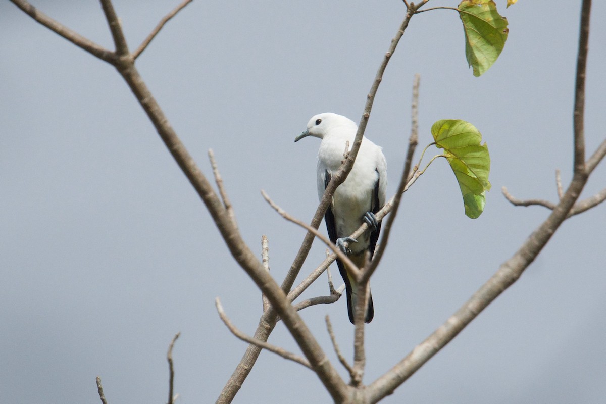 Pied Imperial-Pigeon - Qin Huang