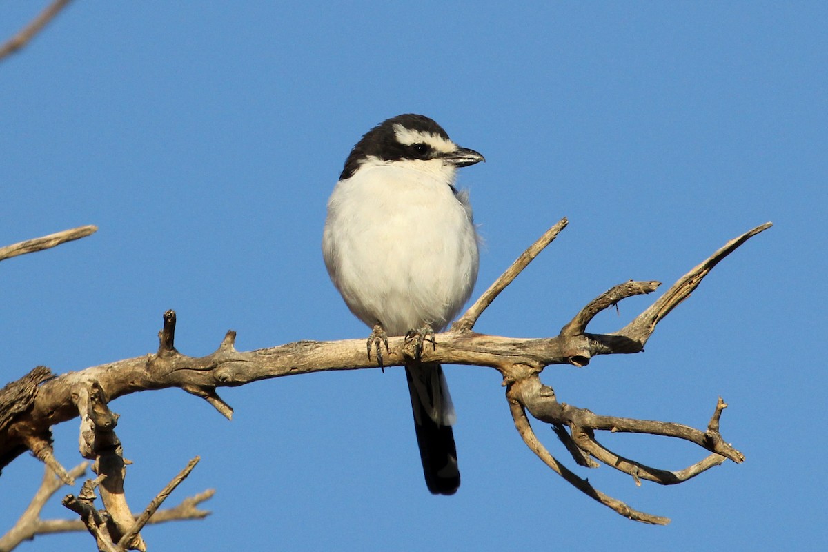 Southern Fiscal - ML105976451