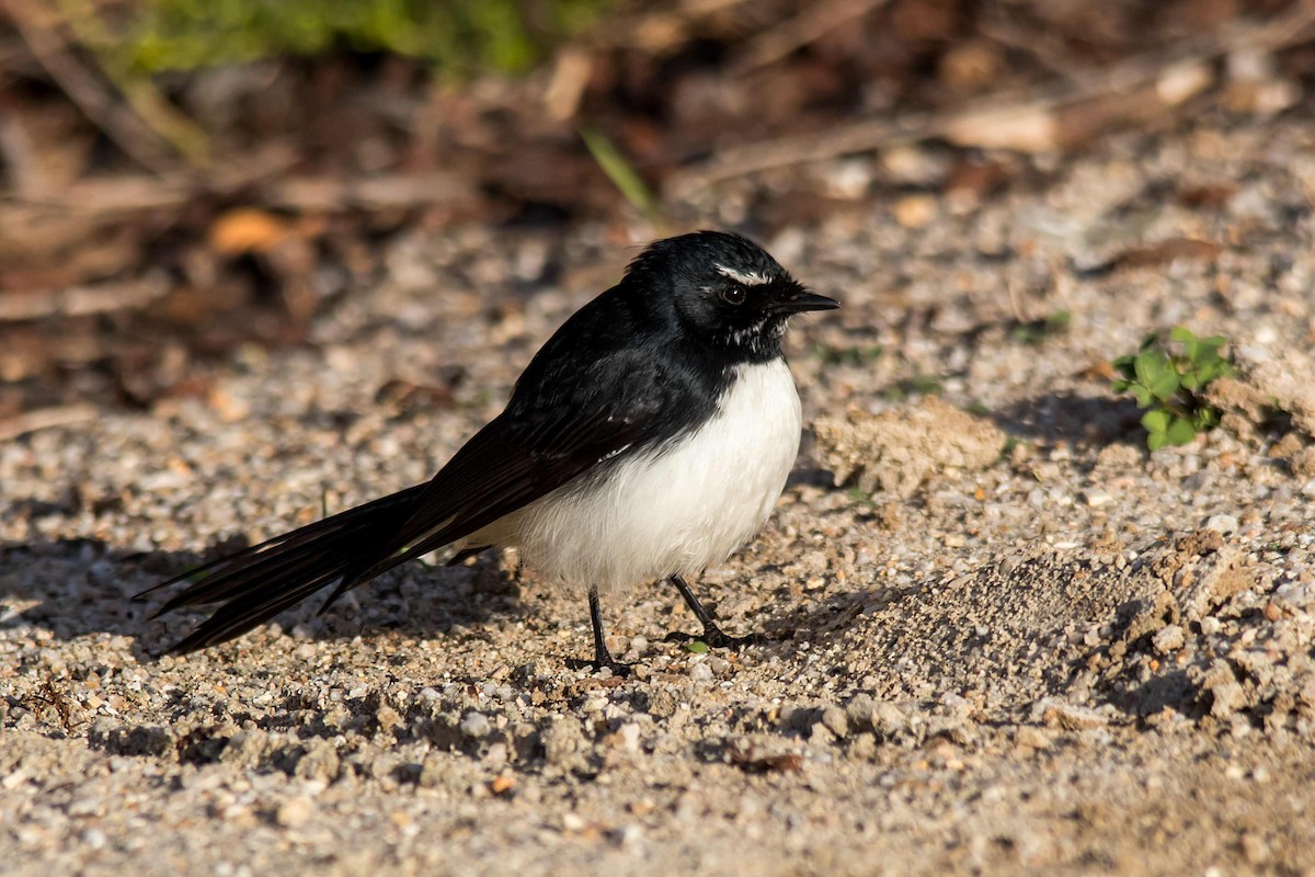 Willie-wagtail - ML105977461