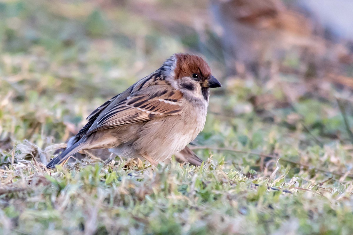Eurasian Tree Sparrow - ML105977471