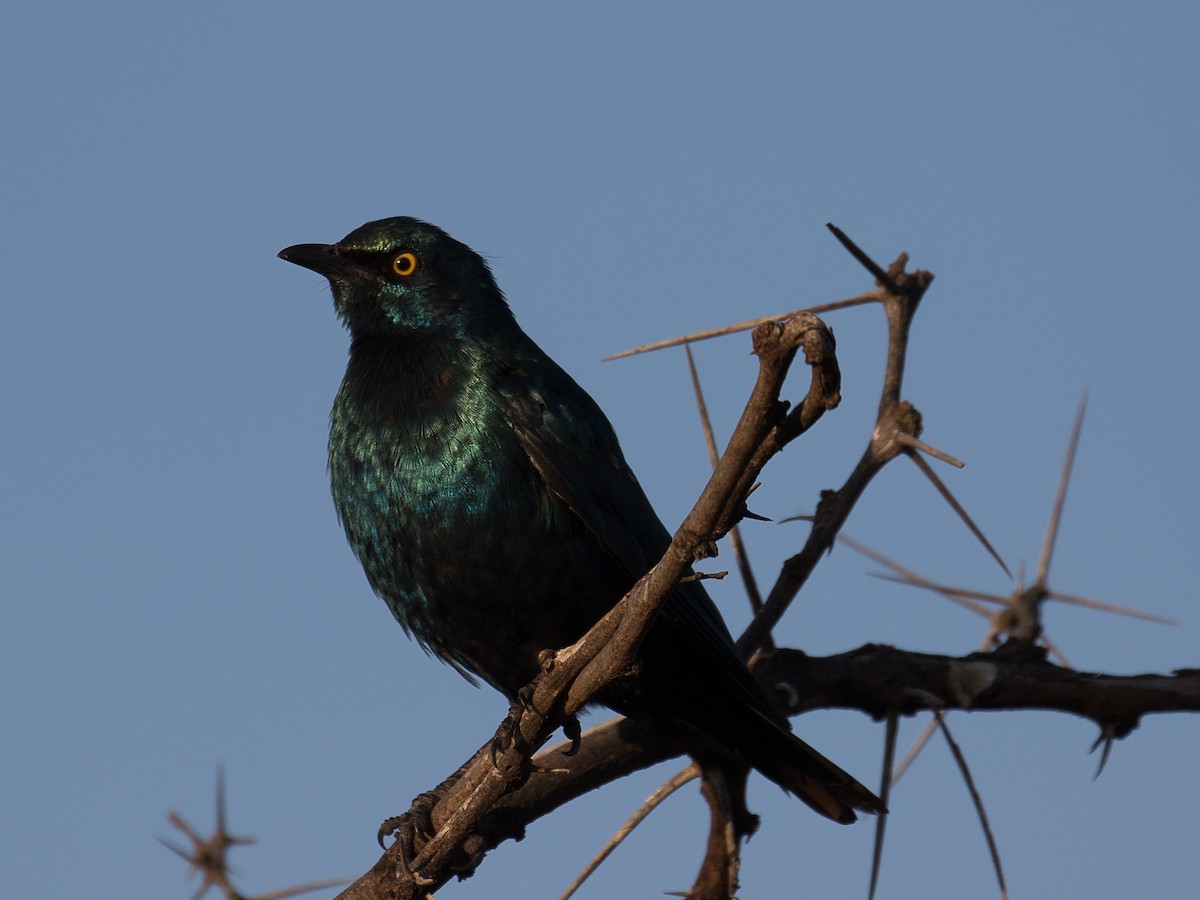Greater Blue-eared Starling - ML105980081