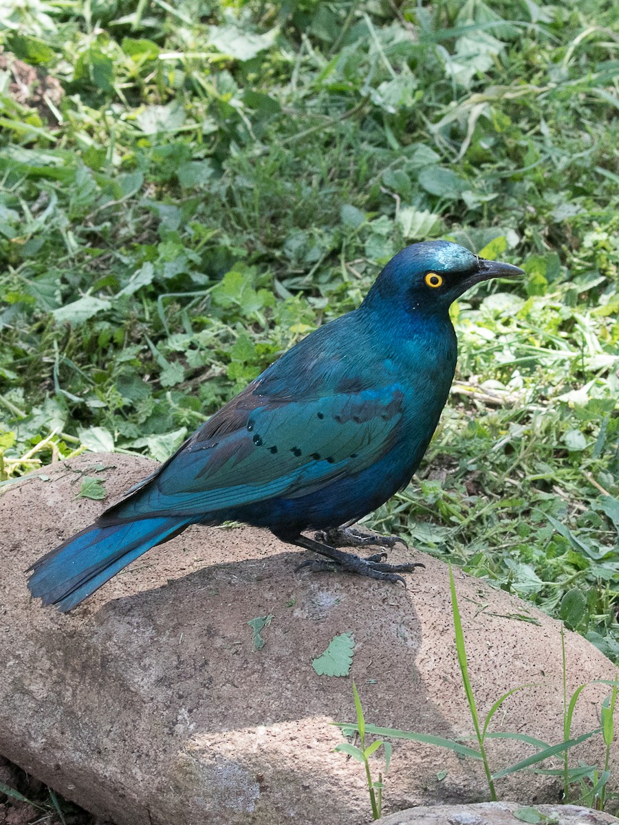 Greater Blue-eared Starling - ML105980091