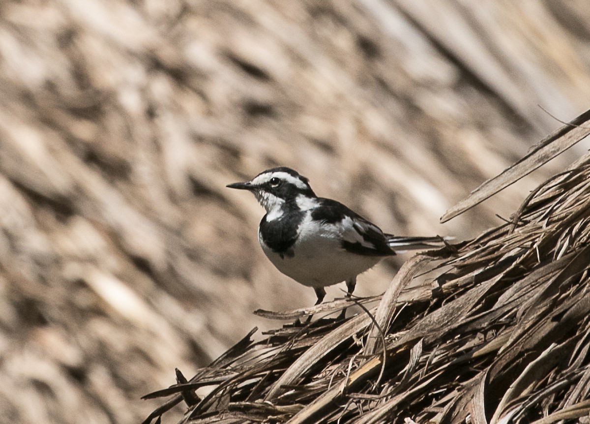 African Pied Wagtail - ML105980131