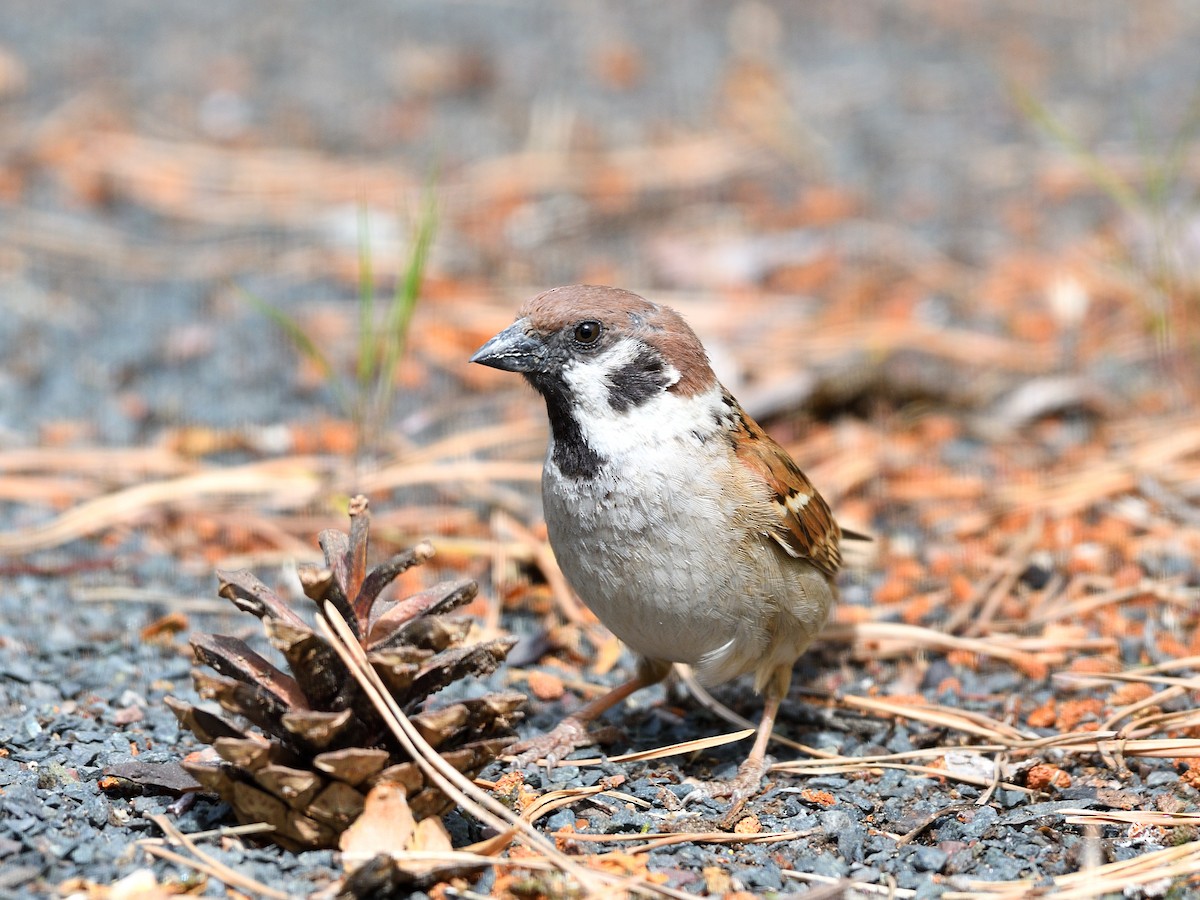 Eurasian Tree Sparrow - ML105981131