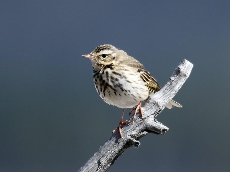 Olive-backed Pipit - ML105982001