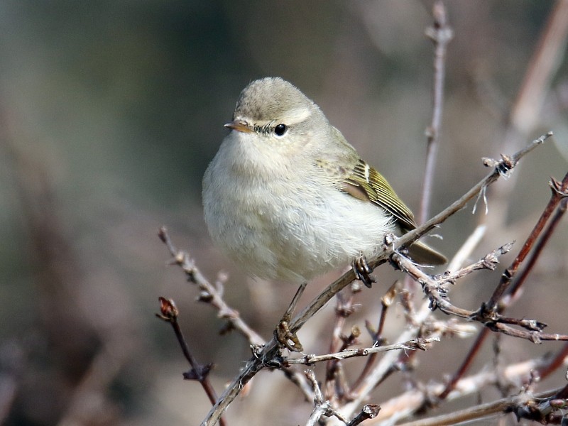 Hume's Warbler - ML105982021