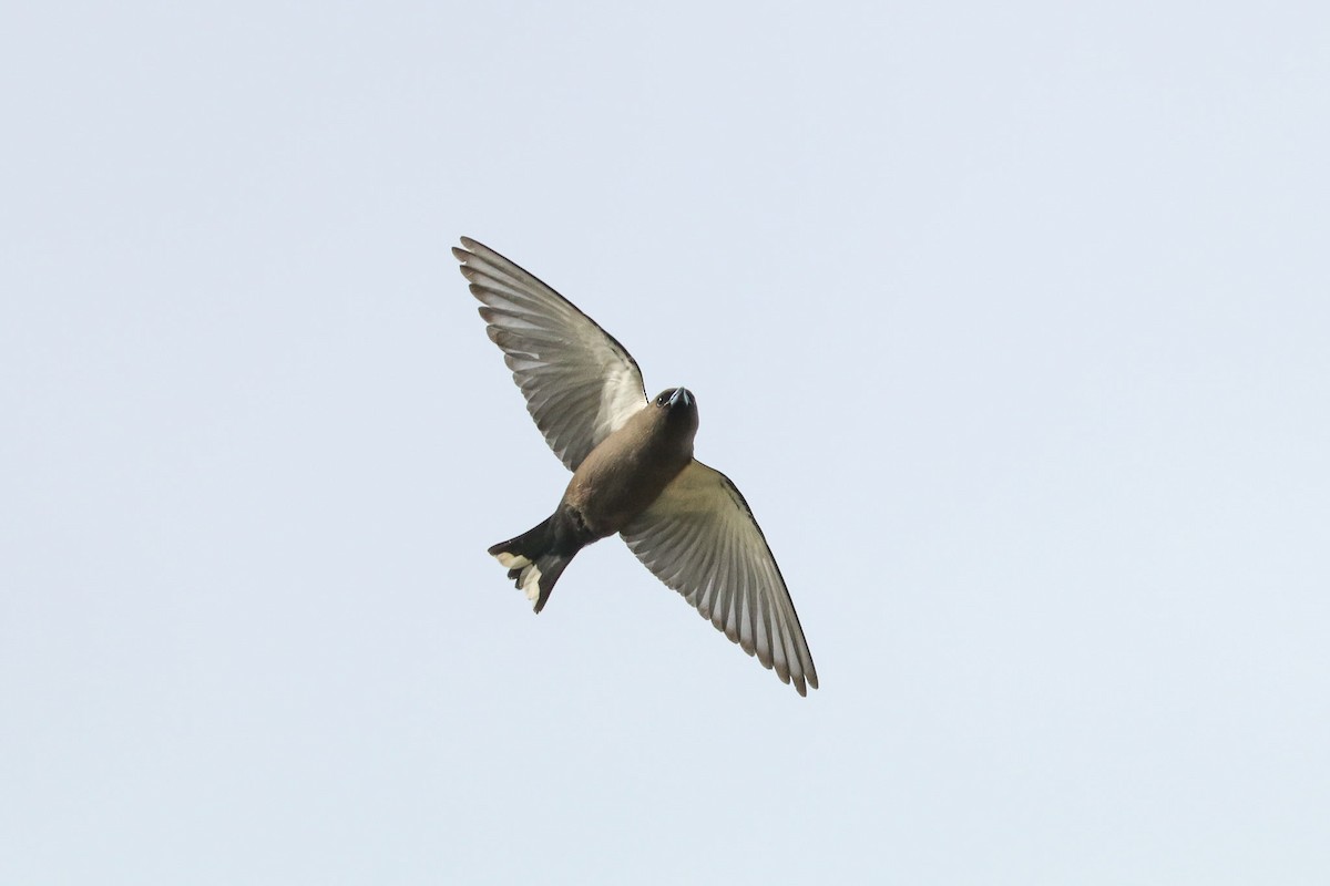 Dusky Woodswallow - Ged Tranter