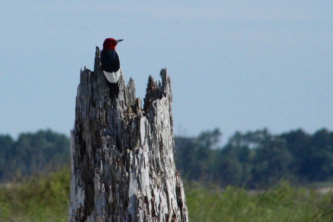Red-headed Woodpecker - ML105983031