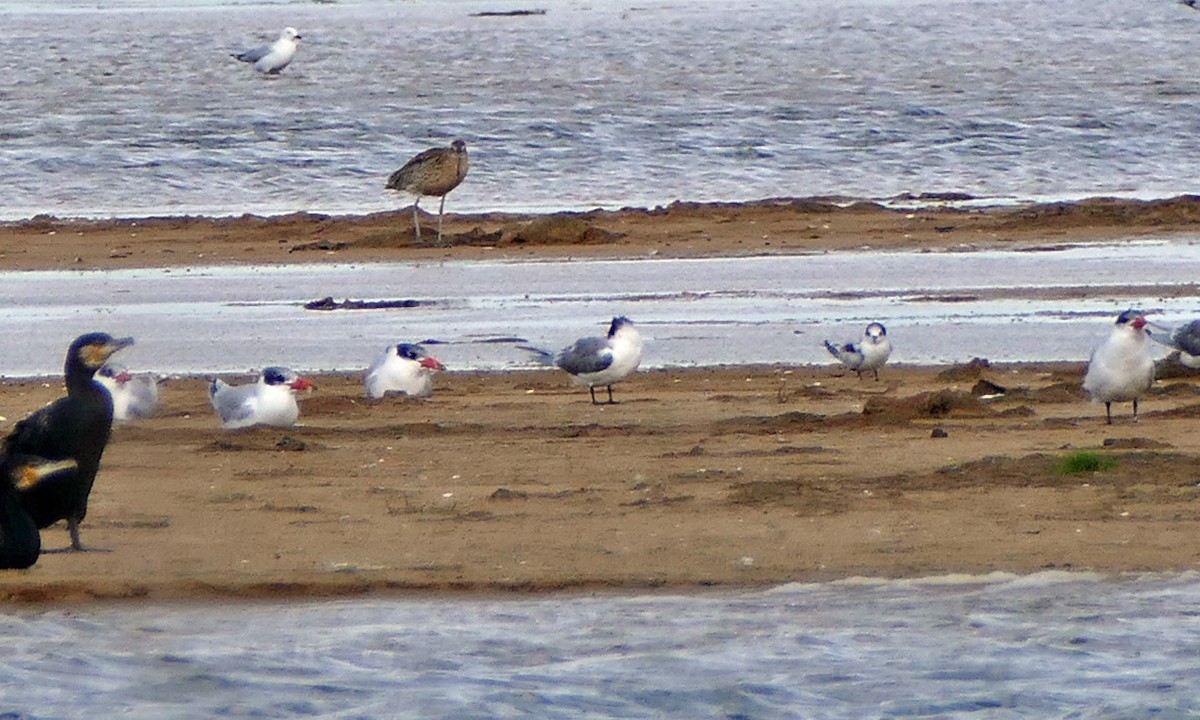 White-winged Tern - ML105984471