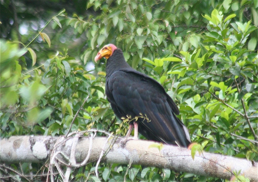 Greater Yellow-headed Vulture - ML105984971