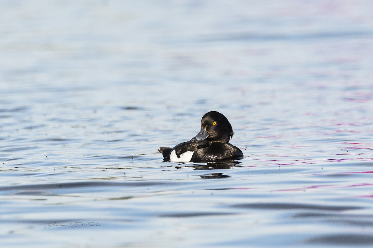Tufted Duck - ML105985701