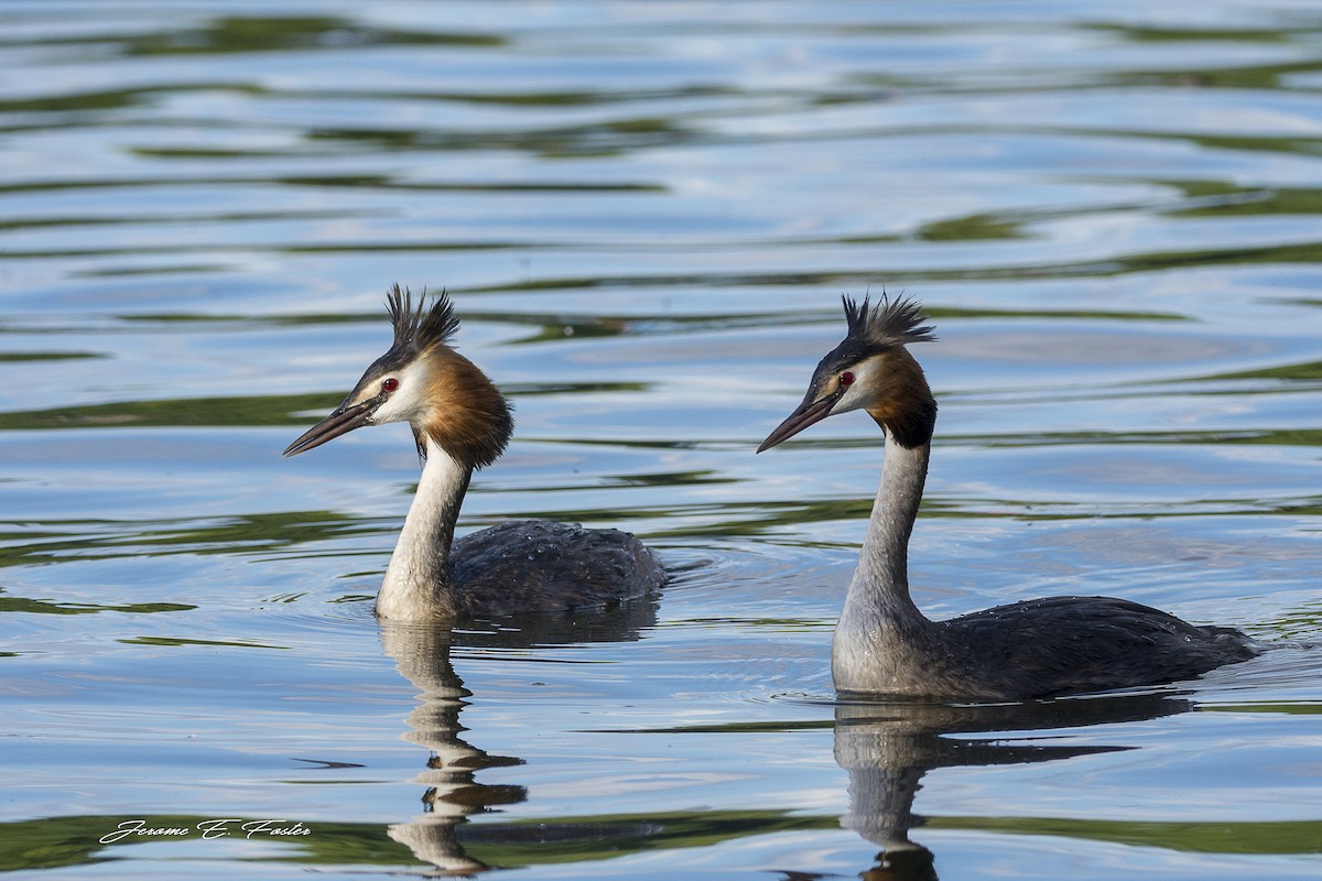Great Crested Grebe - Jerome Foster