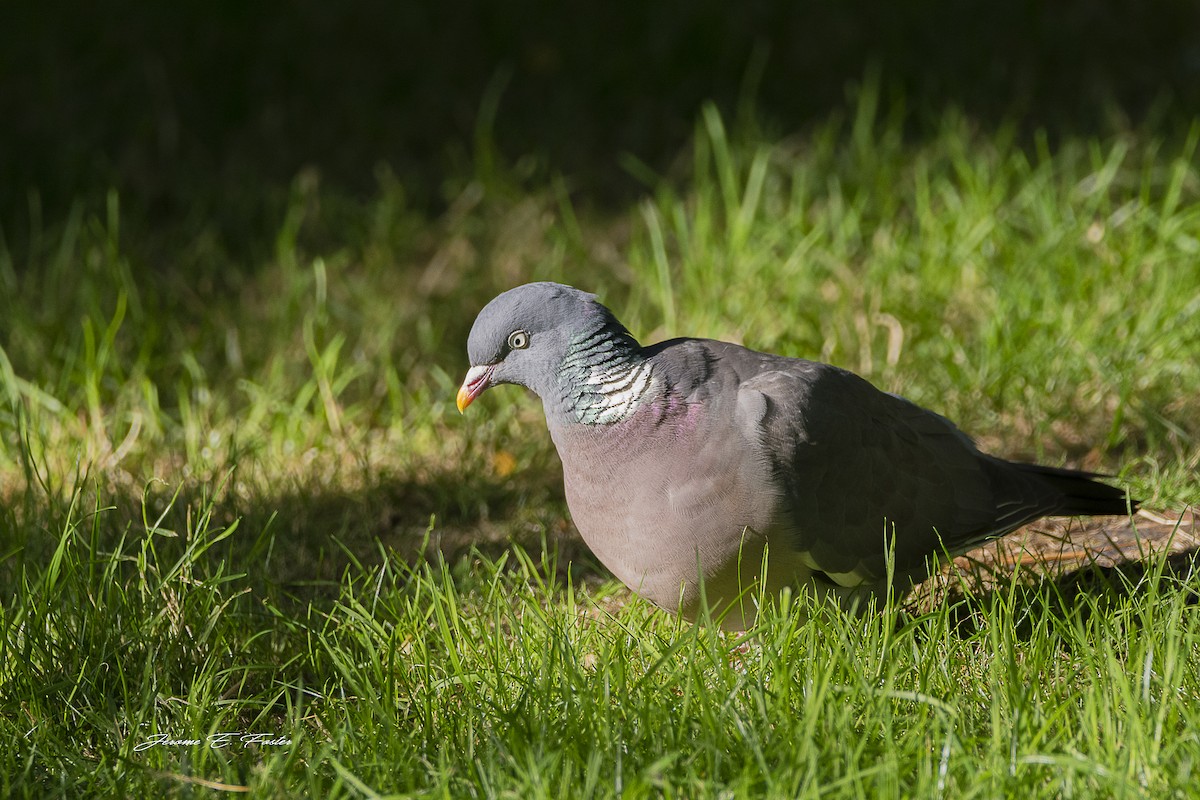 Common Wood-Pigeon - ML105985781
