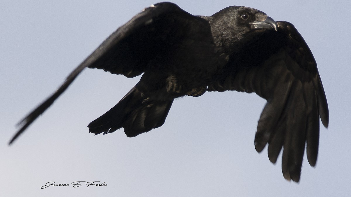 Carrion Crow - Jerome Foster