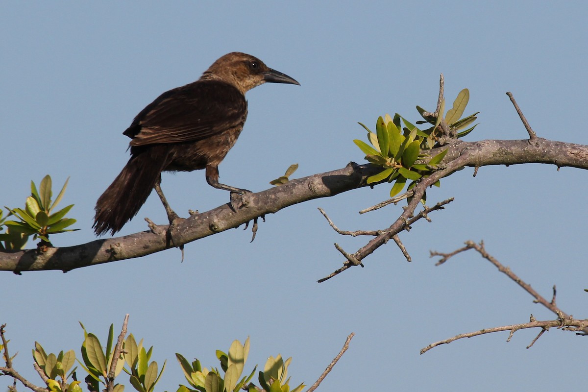Boat-tailed Grackle - ML105988851