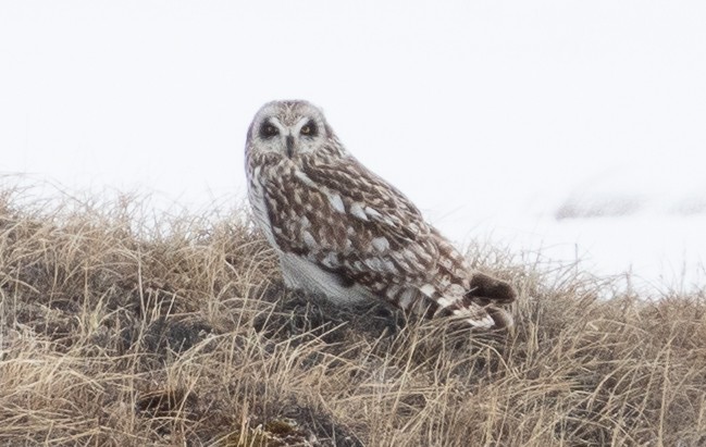 Short-eared Owl - ML105989921