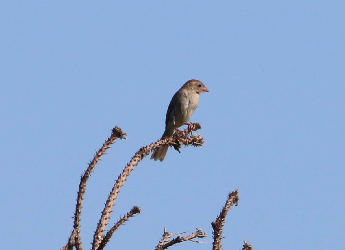 Field Sparrow - ML105991521