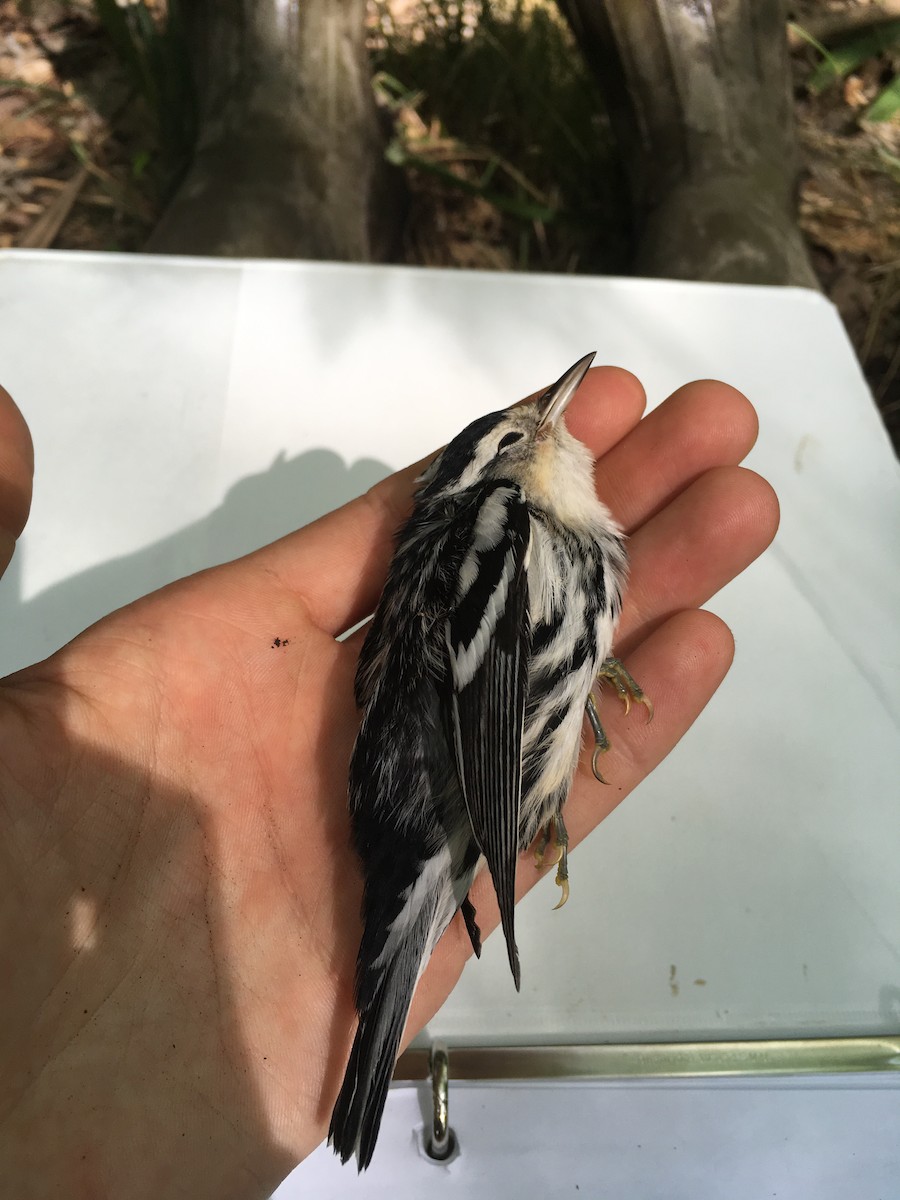 Black-and-white Warbler - ML105994111