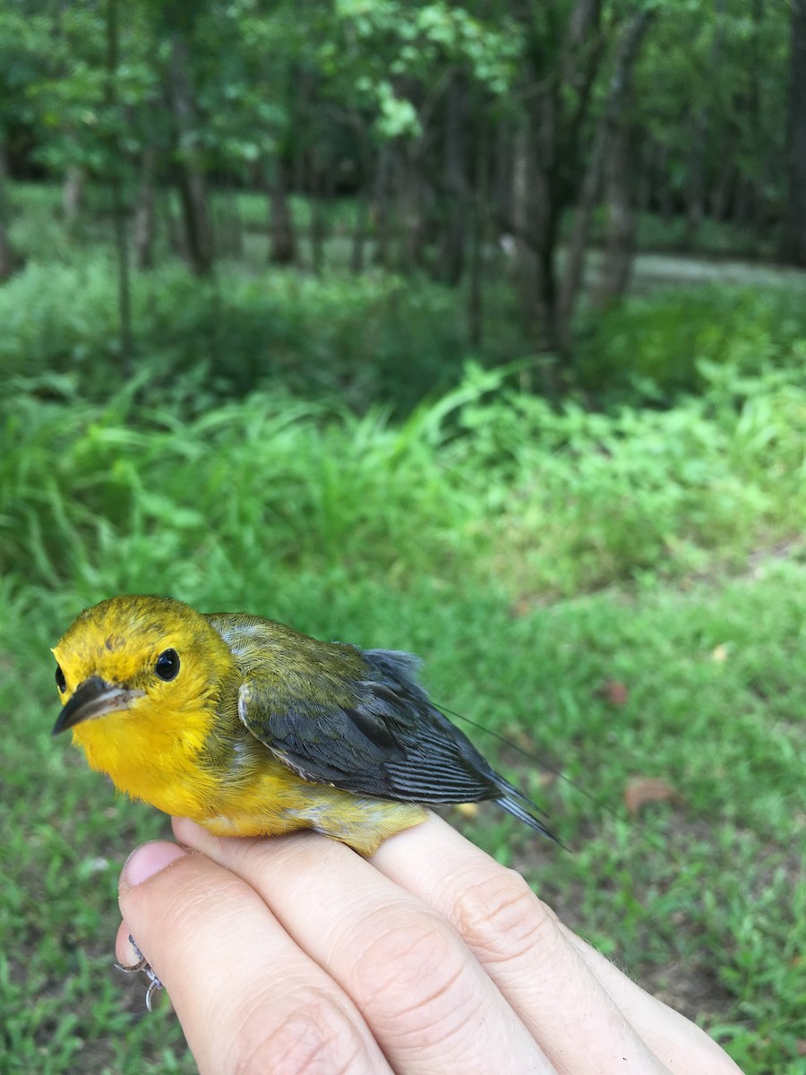 Prothonotary Warbler - ML105994171