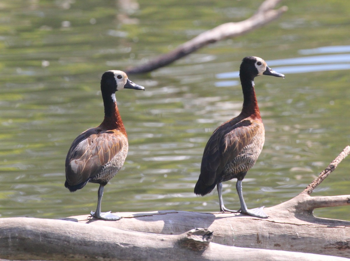 White-faced Whistling-Duck - Philip Boyle