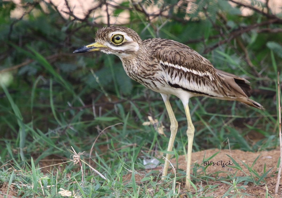 Indian Thick-knee - ML105995211