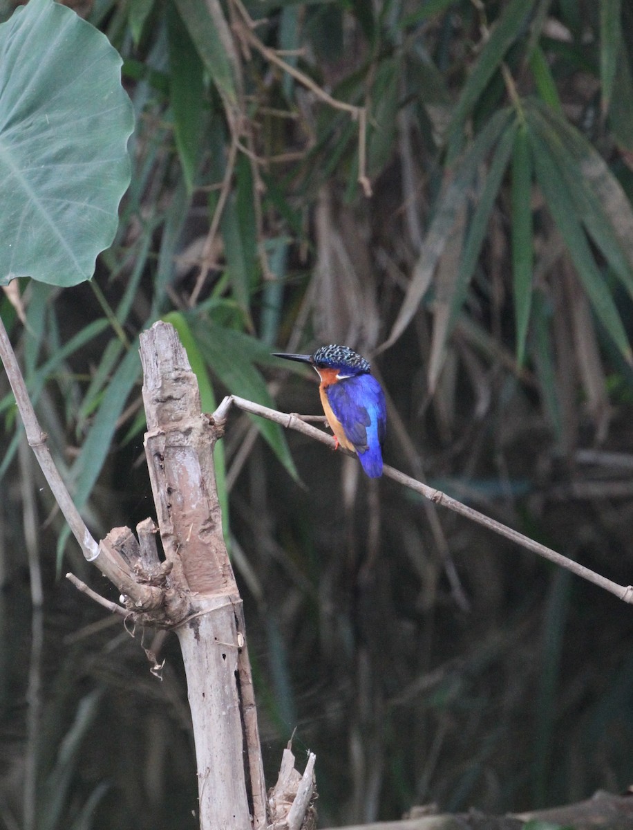 Malagasy Kingfisher - Philip Boyle