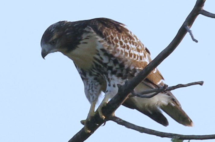 Red-tailed Hawk - ML105995631